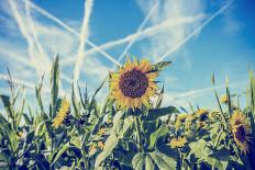 Field of Sunflowers with Contrails in A Blue Sky-Gajus-Photographic Print