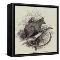 Galago-null-Framed Stretched Canvas