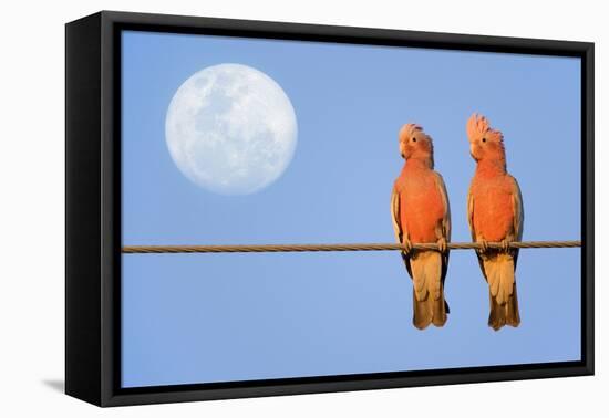 Galah a Pair of Galahs in Love Sit on a Rope-null-Framed Stretched Canvas
