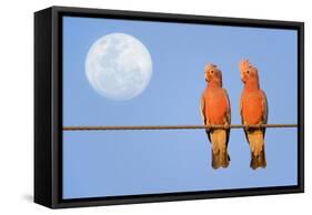 Galah a Pair of Galahs in Love Sit on a Rope-null-Framed Stretched Canvas