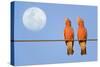 Galah a Pair of Galahs in Love Sit on a Rope-null-Stretched Canvas