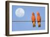 Galah a Pair of Galahs in Love Sit on a Rope-null-Framed Photographic Print