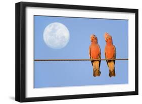 Galah a Pair of Galahs in Love Sit on a Rope-null-Framed Photographic Print