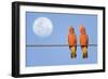 Galah a Pair of Galahs in Love Sit on a Rope-null-Framed Photographic Print