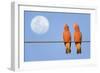 Galah a Pair of Galahs in Love Sit on a Rope-null-Framed Photographic Print