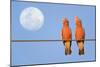 Galah a Pair of Galahs in Love Sit on a Rope-null-Mounted Photographic Print