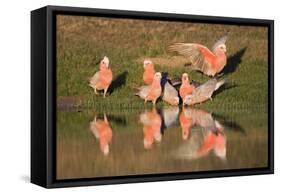 Galah II-Howard Ruby-Framed Stretched Canvas