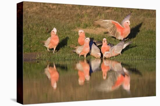 Galah II-Howard Ruby-Stretched Canvas