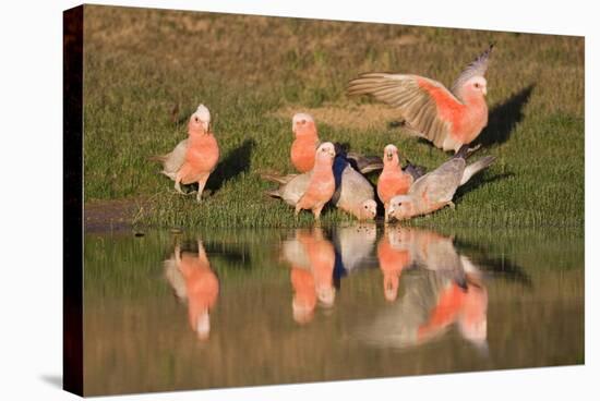 Galah II-Howard Ruby-Stretched Canvas