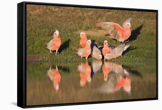 Galah II-Howard Ruby-Framed Stretched Canvas