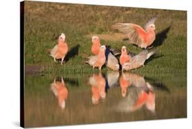 Galah II-Howard Ruby-Stretched Canvas