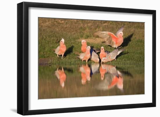 Galah II-Howard Ruby-Framed Premium Photographic Print