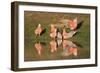 Galah II-Howard Ruby-Framed Photographic Print