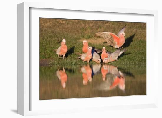 Galah II-Howard Ruby-Framed Photographic Print