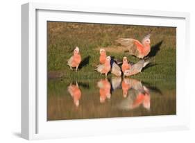 Galah II-Howard Ruby-Framed Photographic Print