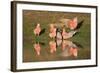 Galah II-Howard Ruby-Framed Photographic Print