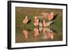 Galah II-Howard Ruby-Framed Photographic Print