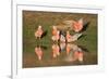 Galah II-Howard Ruby-Framed Photographic Print