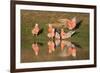 Galah II-Howard Ruby-Framed Photographic Print