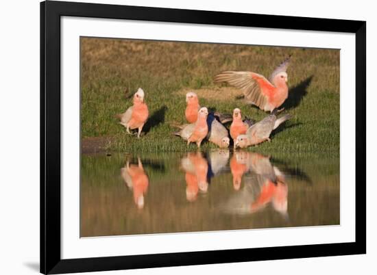 Galah II-Howard Ruby-Framed Photographic Print