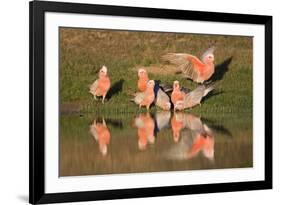 Galah II-Howard Ruby-Framed Photographic Print