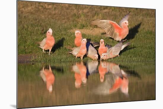 Galah II-Howard Ruby-Mounted Photographic Print