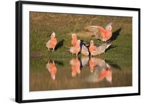 Galah II-Howard Ruby-Framed Photographic Print