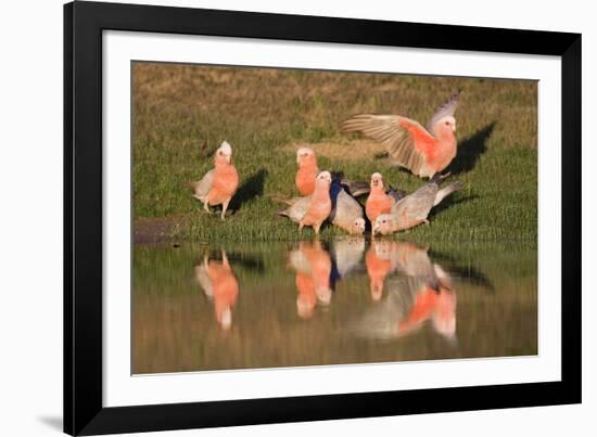 Galah II-Howard Ruby-Framed Photographic Print