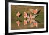 Galah II-Howard Ruby-Framed Photographic Print