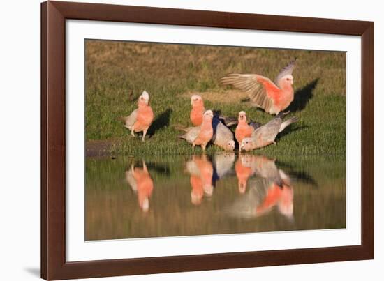 Galah II-Howard Ruby-Framed Photographic Print