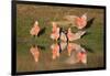 Galah II-Howard Ruby-Framed Photographic Print