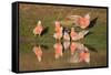 Galah II-Howard Ruby-Framed Stretched Canvas