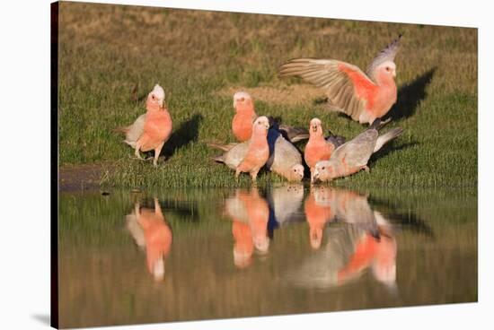 Galah II-Howard Ruby-Stretched Canvas