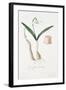 Galanthus Nivalis, Plate V, from L'antotrofia Ossia La Coltivazione De'fiori by Antonio Piccioli, P-Italian School-Framed Giclee Print