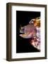 Galapagos barnacle blenny looking out, Galapagos Islands-Alex Mustard-Framed Photographic Print