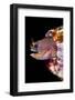 Galapagos barnacle blenny looking out, Galapagos Islands-Alex Mustard-Framed Photographic Print