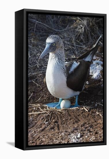 Galapagos Blue-Footed Booby (Sula Nebouxii Excisa)-G and M Therin-Weise-Framed Stretched Canvas