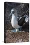 Galapagos Blue-Footed Booby (Sula Nebouxii Excisa)-G and M Therin-Weise-Stretched Canvas