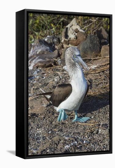 Galapagos Blue-Footed Booby (Sula Nebouxii Excisa)-G and M Therin-Weise-Framed Stretched Canvas