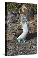 Galapagos Blue-Footed Booby (Sula Nebouxii Excisa)-G and M Therin-Weise-Stretched Canvas