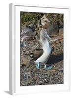 Galapagos Blue-Footed Booby (Sula Nebouxii Excisa)-G and M Therin-Weise-Framed Photographic Print