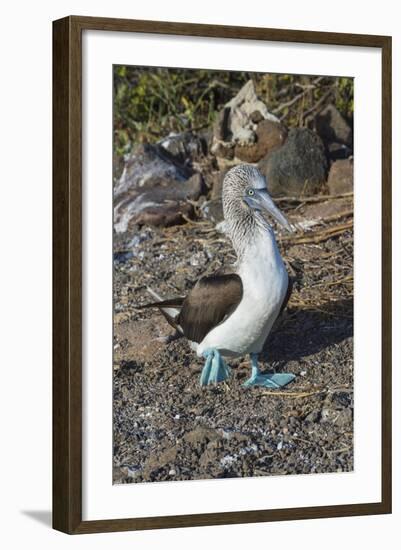 Galapagos Blue-Footed Booby (Sula Nebouxii Excisa)-G and M Therin-Weise-Framed Photographic Print