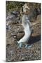 Galapagos Blue-Footed Booby (Sula Nebouxii Excisa)-G and M Therin-Weise-Mounted Photographic Print
