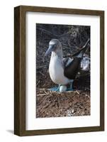 Galapagos Blue-Footed Booby (Sula Nebouxii Excisa)-G and M Therin-Weise-Framed Photographic Print