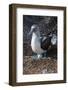 Galapagos Blue-Footed Booby (Sula Nebouxii Excisa)-G and M Therin-Weise-Framed Photographic Print