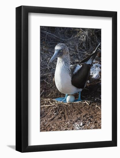 Galapagos Blue-Footed Booby (Sula Nebouxii Excisa)-G and M Therin-Weise-Framed Photographic Print