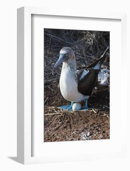 Galapagos Blue-Footed Booby (Sula Nebouxii Excisa)-G and M Therin-Weise-Framed Photographic Print