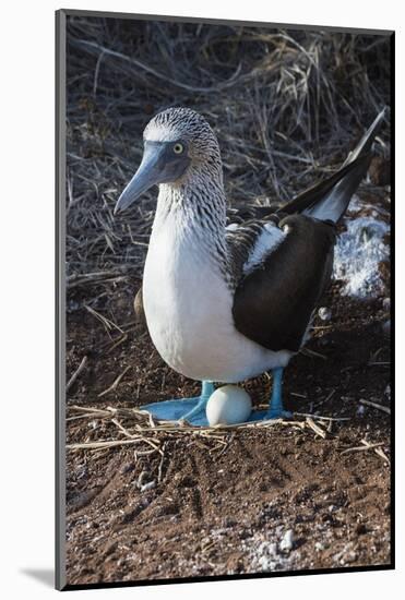 Galapagos Blue-Footed Booby (Sula Nebouxii Excisa)-G and M Therin-Weise-Mounted Photographic Print