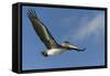 Galapagos Brown Pelican (Pelecanus Occidentalis Urinator) in Flight-G and M Therin-Weise-Framed Stretched Canvas