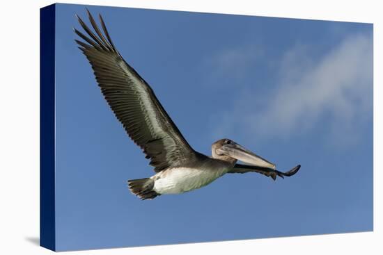 Galapagos Brown Pelican (Pelecanus Occidentalis Urinator) in Flight-G and M Therin-Weise-Stretched Canvas